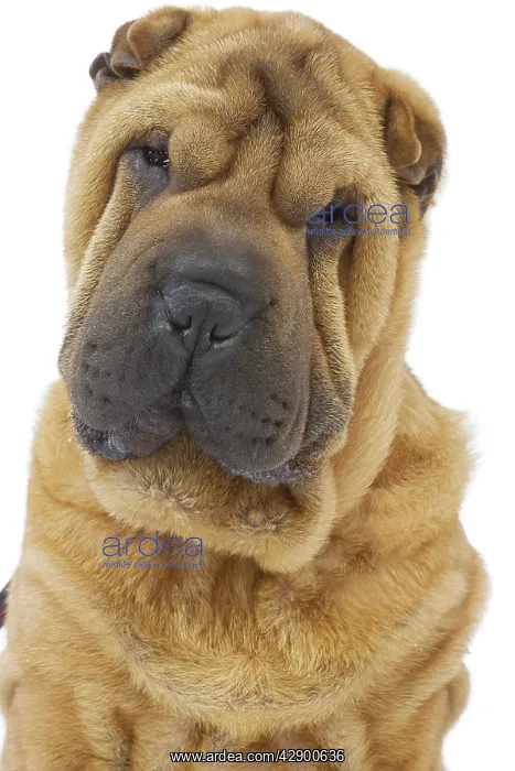  : Dog - Sharpei - brush coat