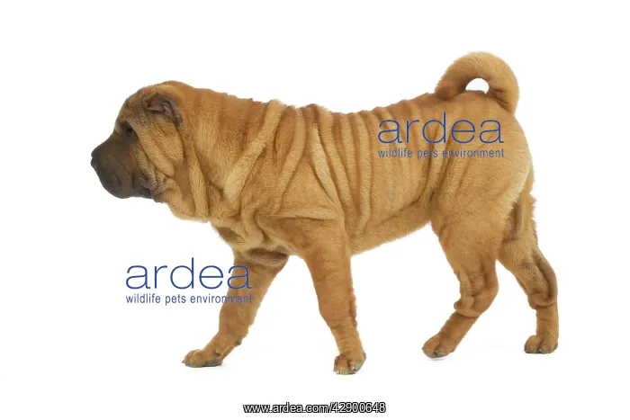  : Dog - Sharpei - brush coat
