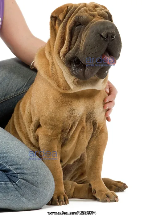  : Dog - Sharpei in studio with person