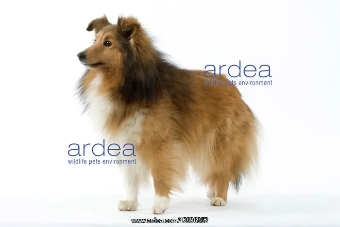  : Dog - Shetland