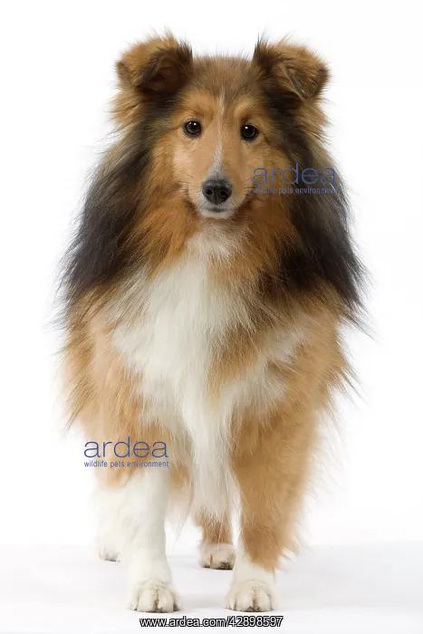  : Dog - Shetland