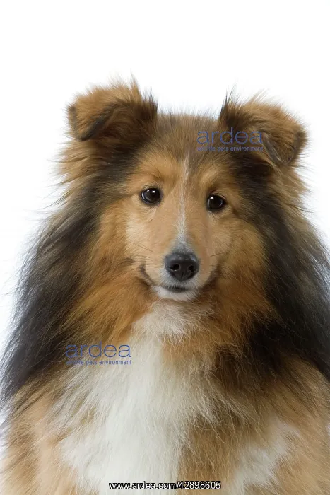  : Dog - Shetland