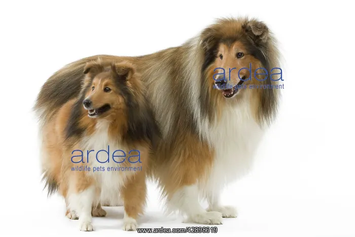 : Dog - Shetland & Collie : Dog - Shetland & Collie