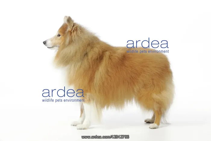  : DOG. Shetland sheepdog