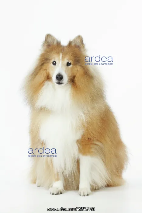  : DOG. Shetland sheepdog