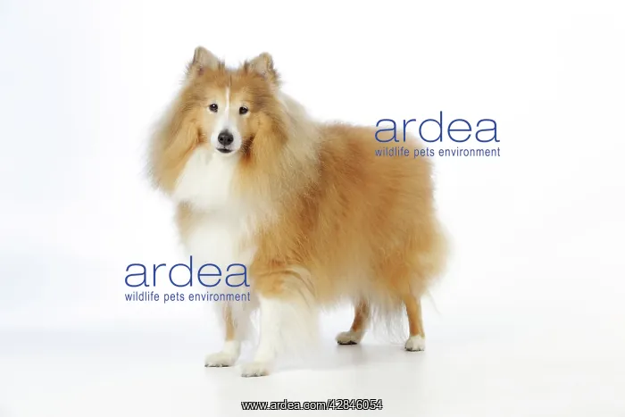  : DOG. Shetland sheepdog