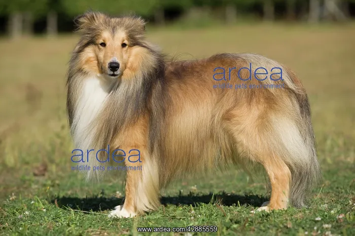  : Dog - Shetland sheepdog