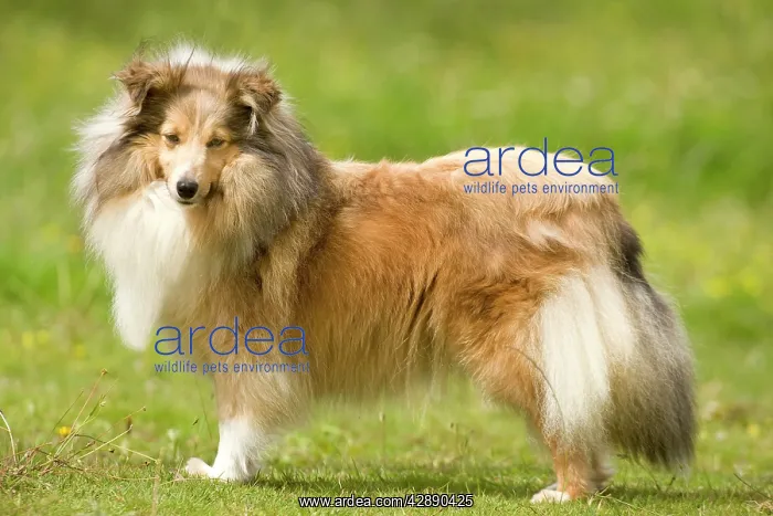  : Dog - Shetland sheepdog