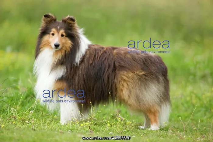  : Dog - Shetland sheepdog
