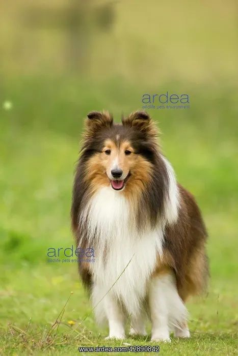  : Dog - Shetland sheepdog