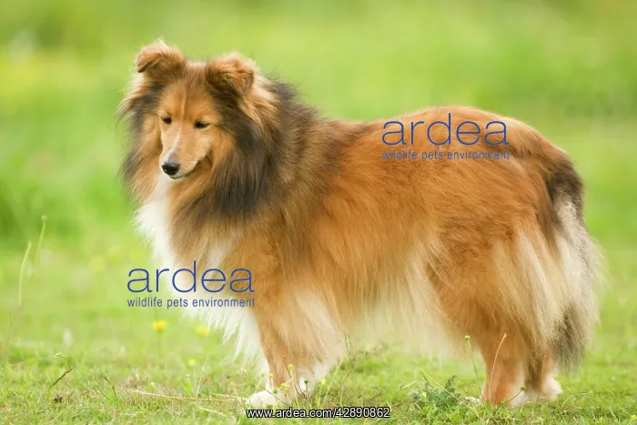: Dog - Shetland sheepdog : Dog - Shetland sheepdog