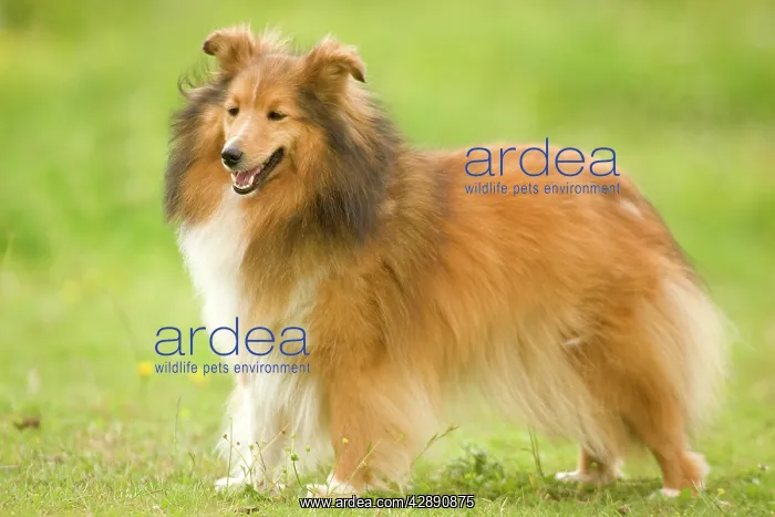  : Dog - Shetland sheepdog