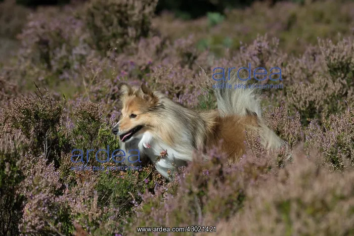 : Dog Shetland Sheepdog : Dog Shetland Sheepdog