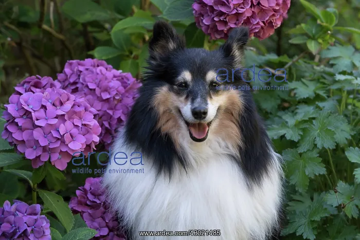 : Dog Shetland Sheepdog : Dog Shetland Sheepdog