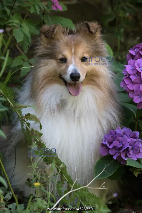 : Dog Shetland Sheepdog : Dog Shetland Sheepdog