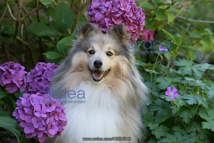 : Dog Shetland Sheepdog : Dog Shetland Sheepdog