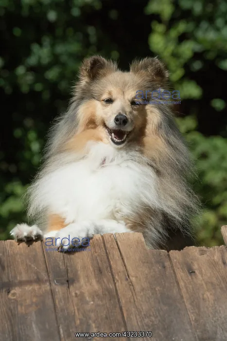 : Dog Shetland Sheepdog : Dog Shetland Sheepdog