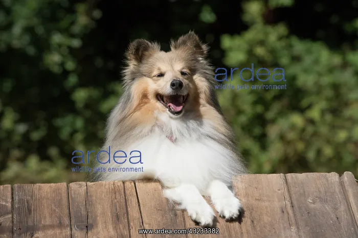 : Dog Shetland Sheepdog : Dog Shetland Sheepdog