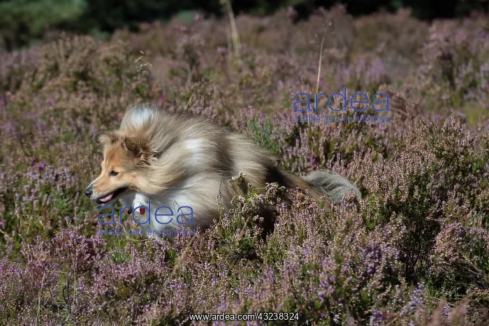 : Dog Shetland Sheepdog : Dog Shetland Sheepdog