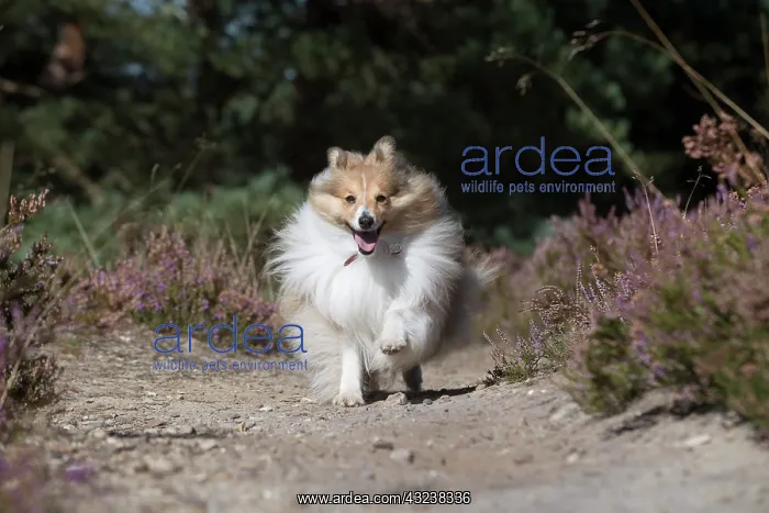 : Dog Shetland Sheepdog : Dog Shetland Sheepdog