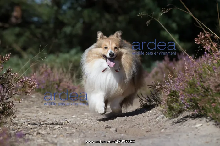 : Dog Shetland Sheepdog : Dog Shetland Sheepdog