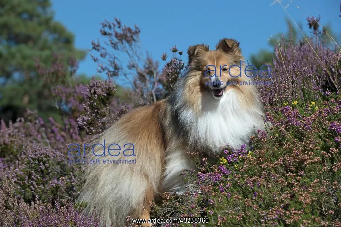  : Dog Shetland Sheepdog