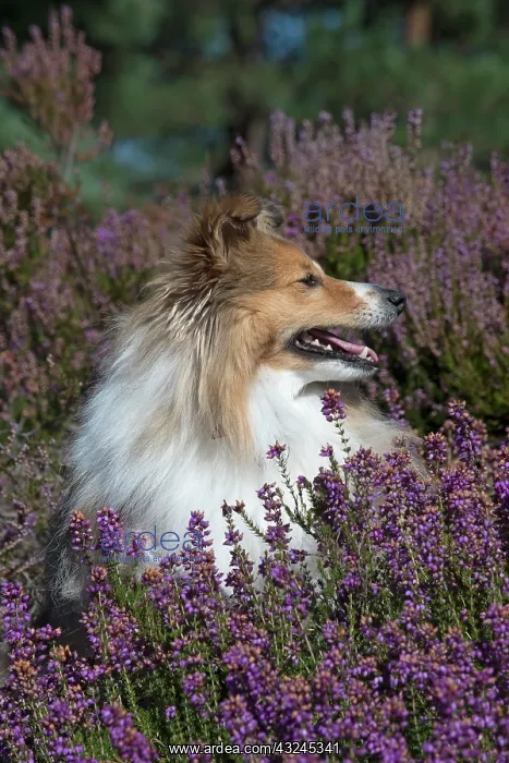  : Dog Shetland Sheepdog