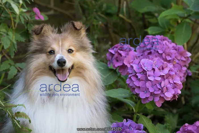 : Dog Shetland Sheepdog : Dog Shetland Sheepdog