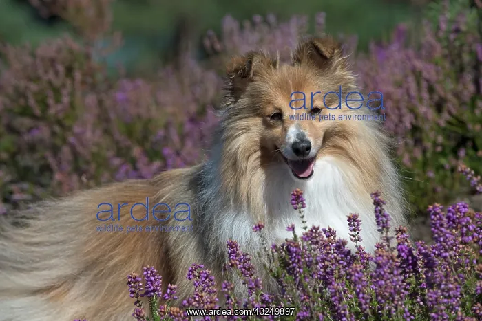  : Dog Shetland Sheepdog