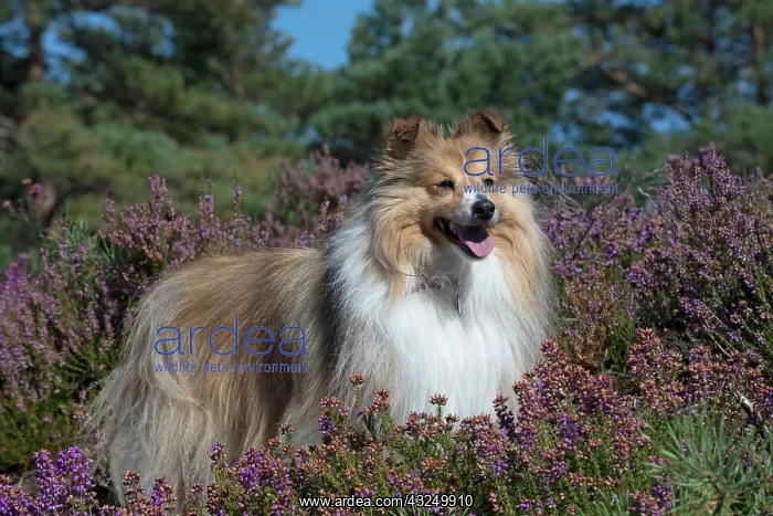  : Dog Shetland Sheepdog