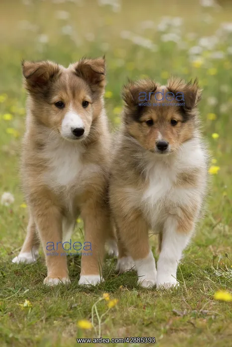  : Dog - Shetland sheepdog - 8 week old puppies