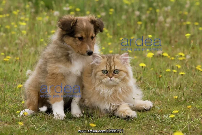 : Dog - Shetland sheepdog - 8 week old puppy with : Dog - Shetland sheepdog - 8 week old puppy with
