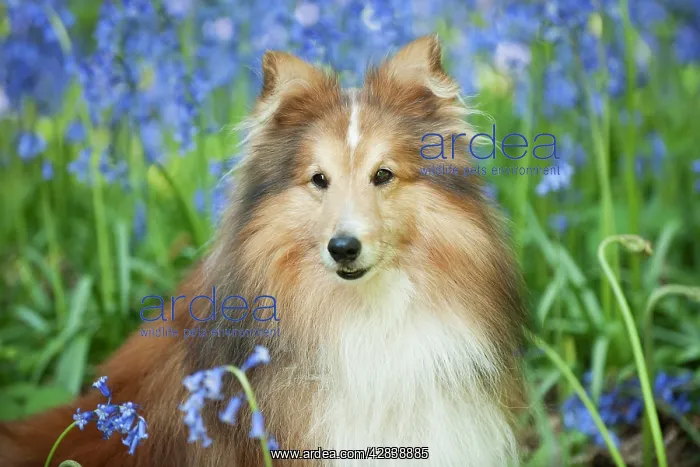  : DOG - Shetland sheepdog in bluebells