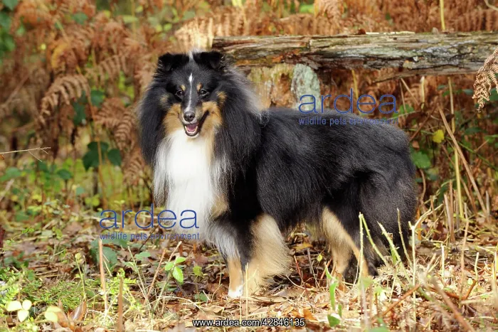  : DOG. Shetland sheepdog in ferns