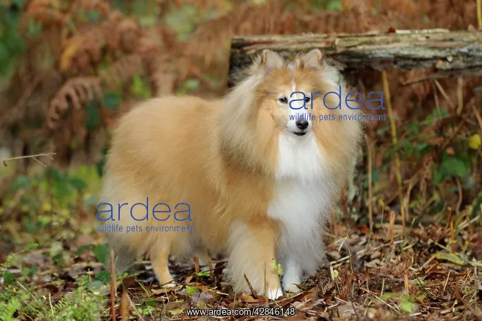  : DOG. Shetland sheepdog in ferns