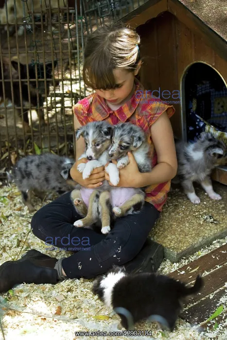 : Dog - Shetland Sheepdog - group of puppies with : Dog - Shetland Sheepdog - group of puppies with