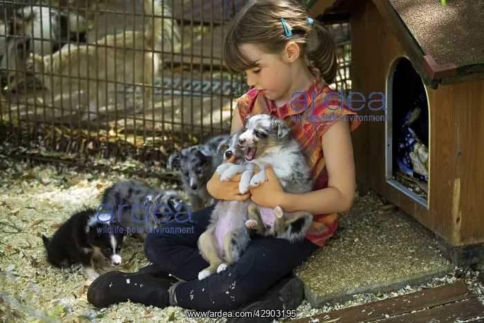 : Dog - Shetland Sheepdog - group of puppies with : Dog - Shetland Sheepdog - group of puppies with