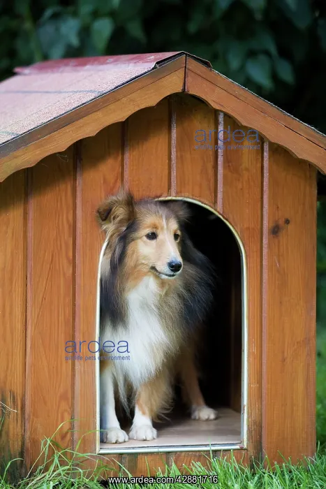: Dog - Shetland Sheepdog in kennel : Dog - Shetland Sheepdog in kennel