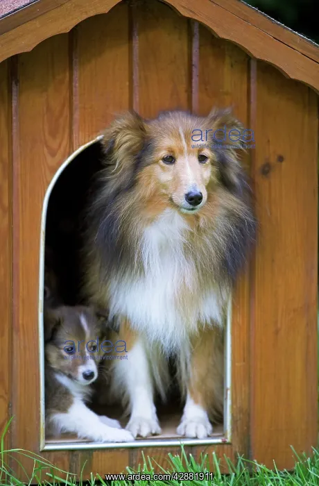 : Dog - Shetland Sheepdog in kennel : Dog - Shetland Sheepdog in kennel