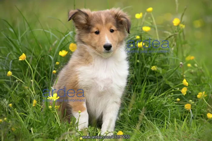 : Dog - Shetland Sheepdog / Miniature Collie / Sheltie puppy : Dog - Shetland Sheepdog / Miniature Collie / Sheltie puppy