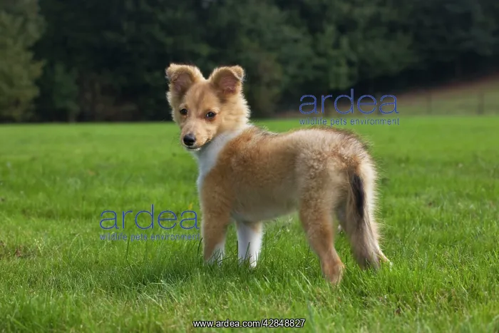  : Dog - Shetland Sheepdog pup