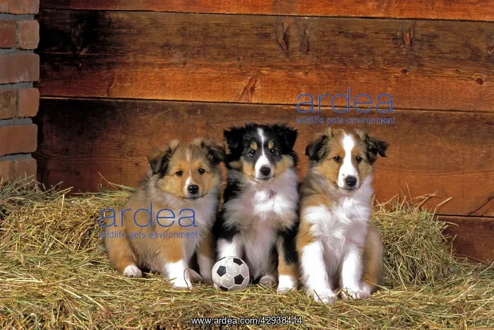 : Dog - Shetland Sheepdog, three puppies together on haybale : Dog - Shetland Sheepdog, three puppies together on haybale