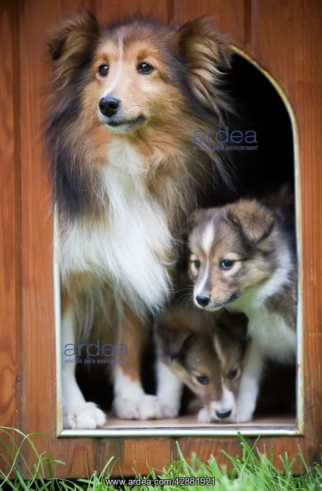 : Dog - Shetland Sheepdog and puppies in kennel : Dog - Shetland Sheepdog and puppies in kennel