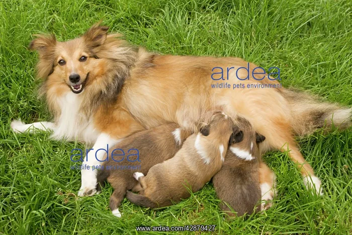  : Dog - Shetland Sheepdog with puppies suckling