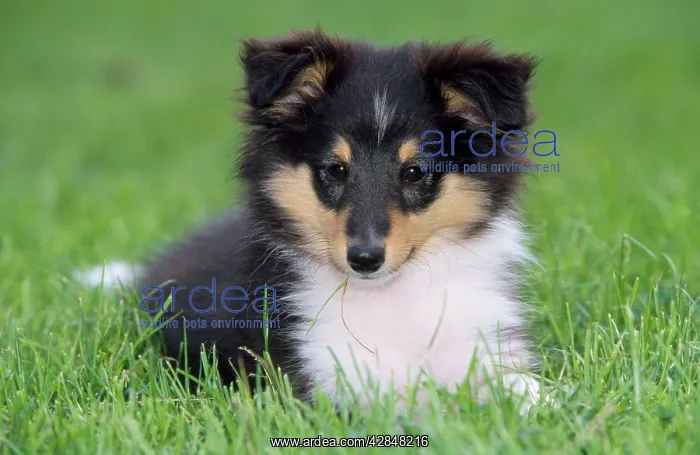  : Dog - Shetland Sheepdog - puppy