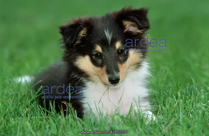  : Dog - Shetland Sheepdog - puppy