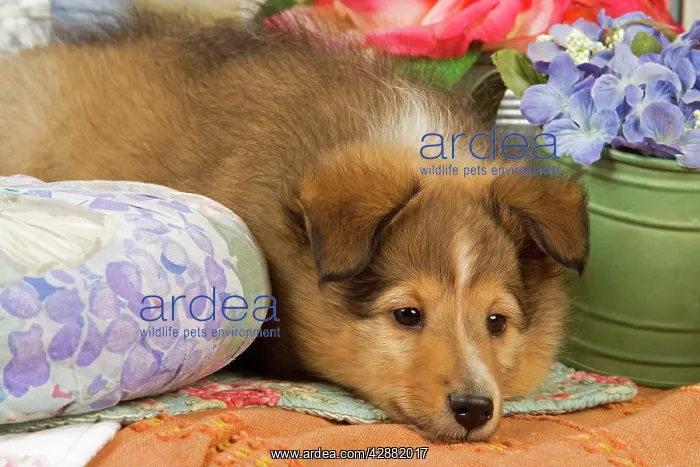  : Dog - Shetland Sheepdog puppy