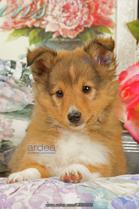  : Dog - Shetland Sheepdog puppy