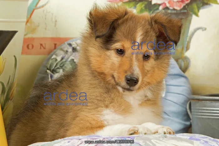  : Dog - Shetland Sheepdog puppy