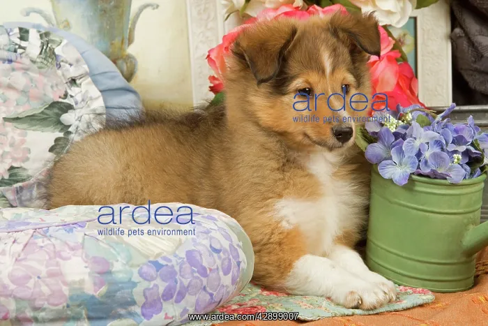  : Dog - Shetland Sheepdog puppy